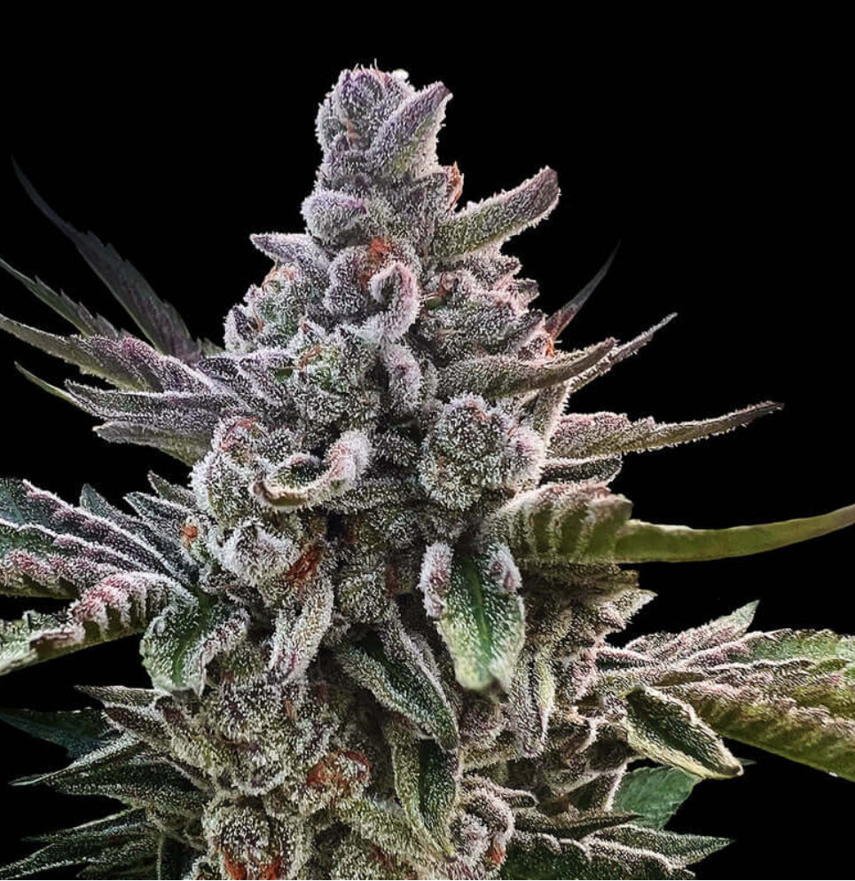 ACAI GORILA