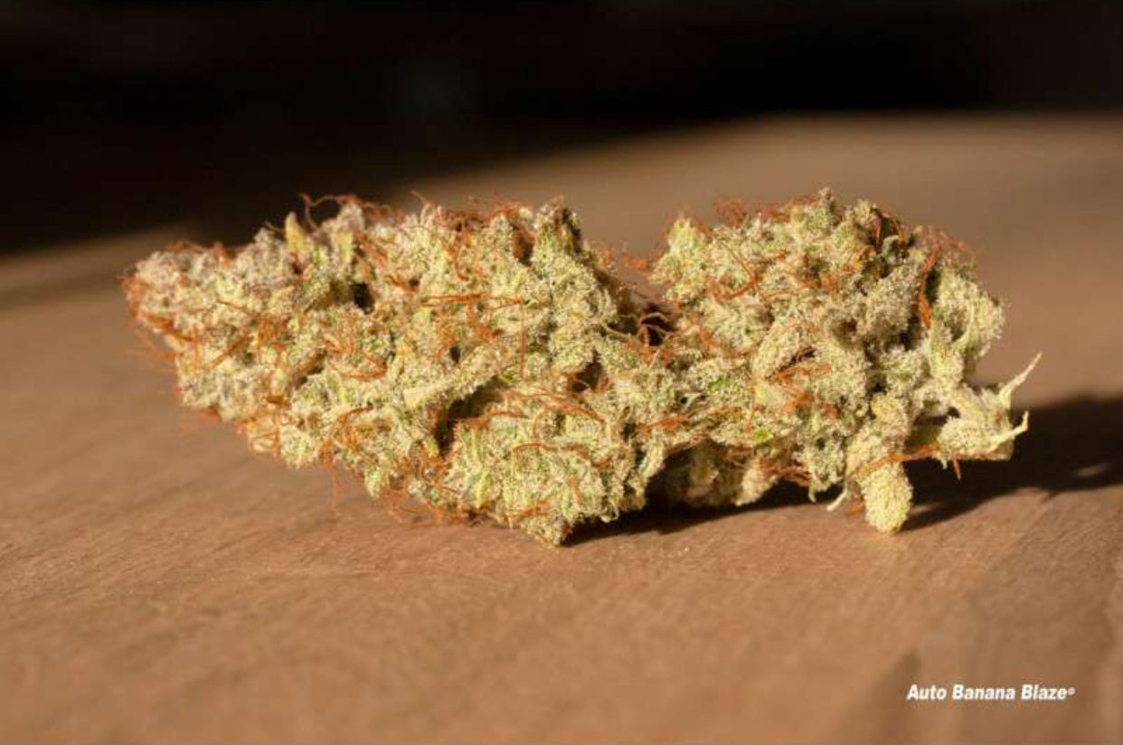 BANANA BLAZE AUTO