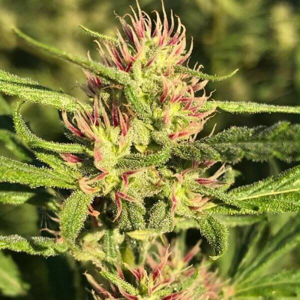 PACK MIX SATIVA NACIONALX3