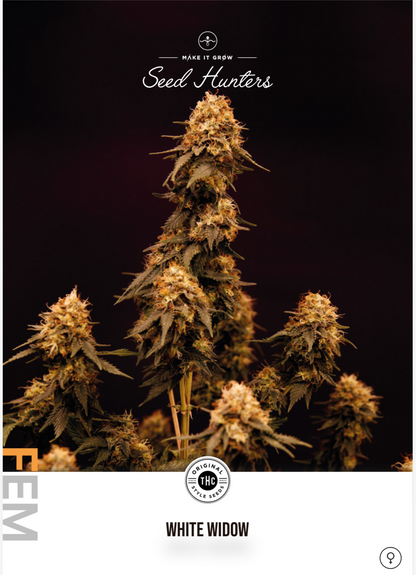WHITE WIDOW