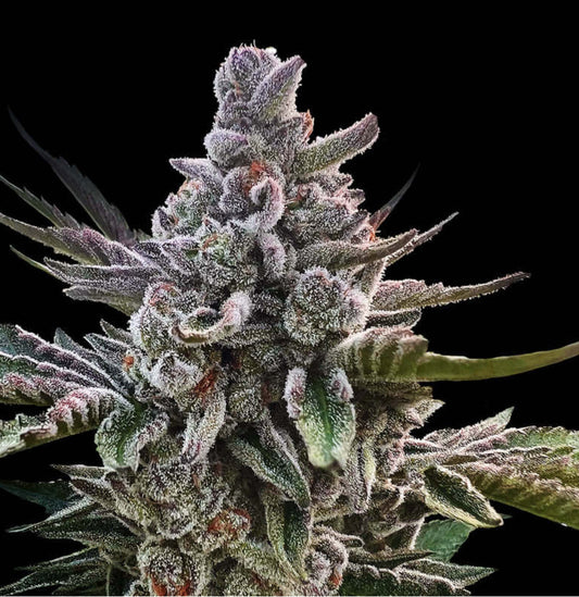ACAI GORILA
