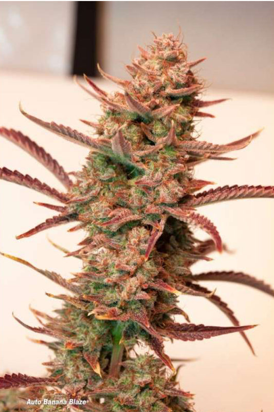 BANANA BLAZE AUTO