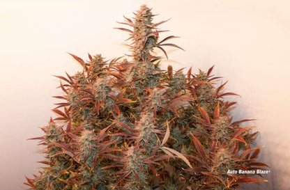 BANANA BLAZE AUTO