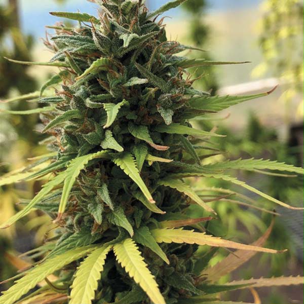 PACK MIX SATIVA NACIONALX3
