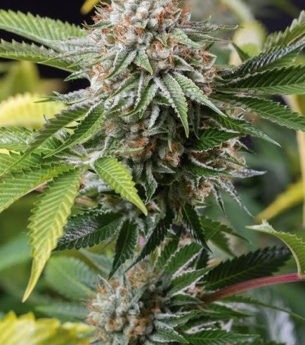 PACK MIX SATIVA NACIONALX3