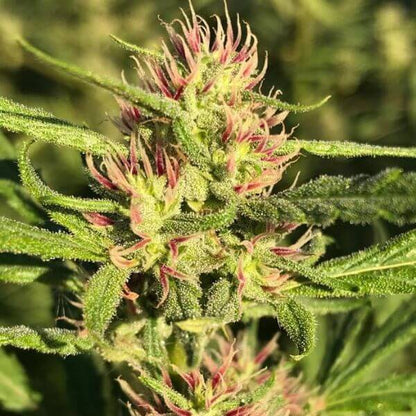 PACK MIX SATIVA NACIONALX3